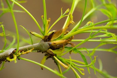 Fraxinus excelsior 'Erosa' - jasan ztepilý -list jaro